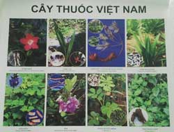 Bộ tranh cây thuốc Việt Nam (Thuốc Nam)